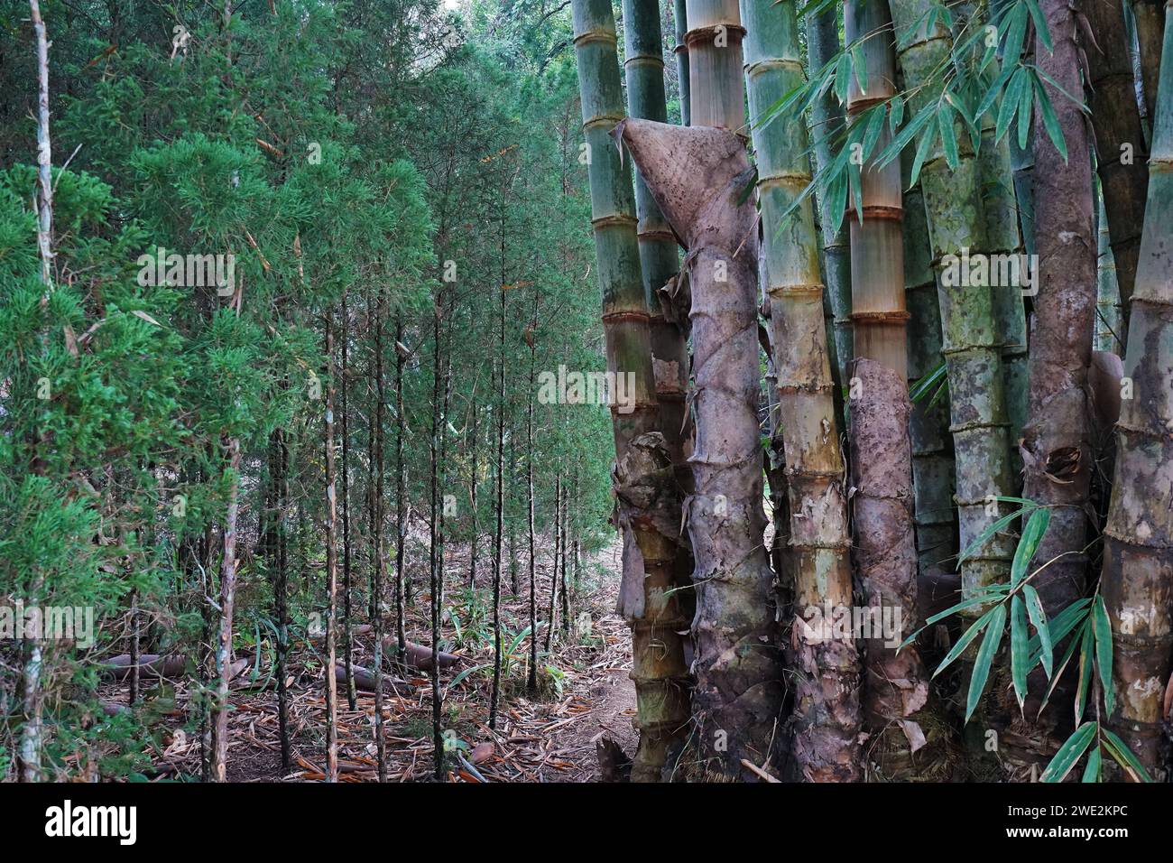 Green tropical bamboo groove forest Stock Photo