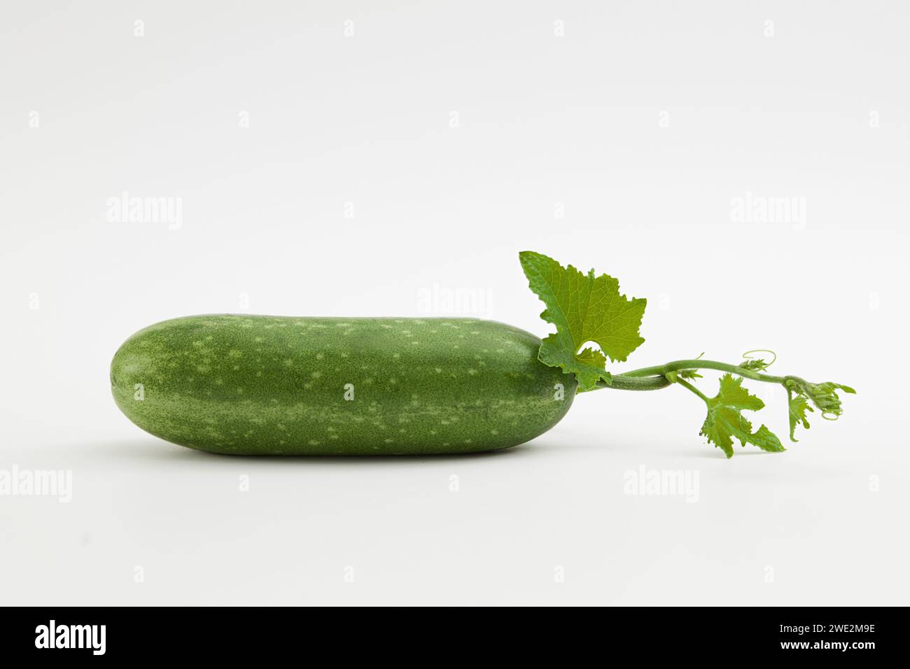 A fresh winter melon know as ash gourd, white gourd or wax gourd with their green leaves and