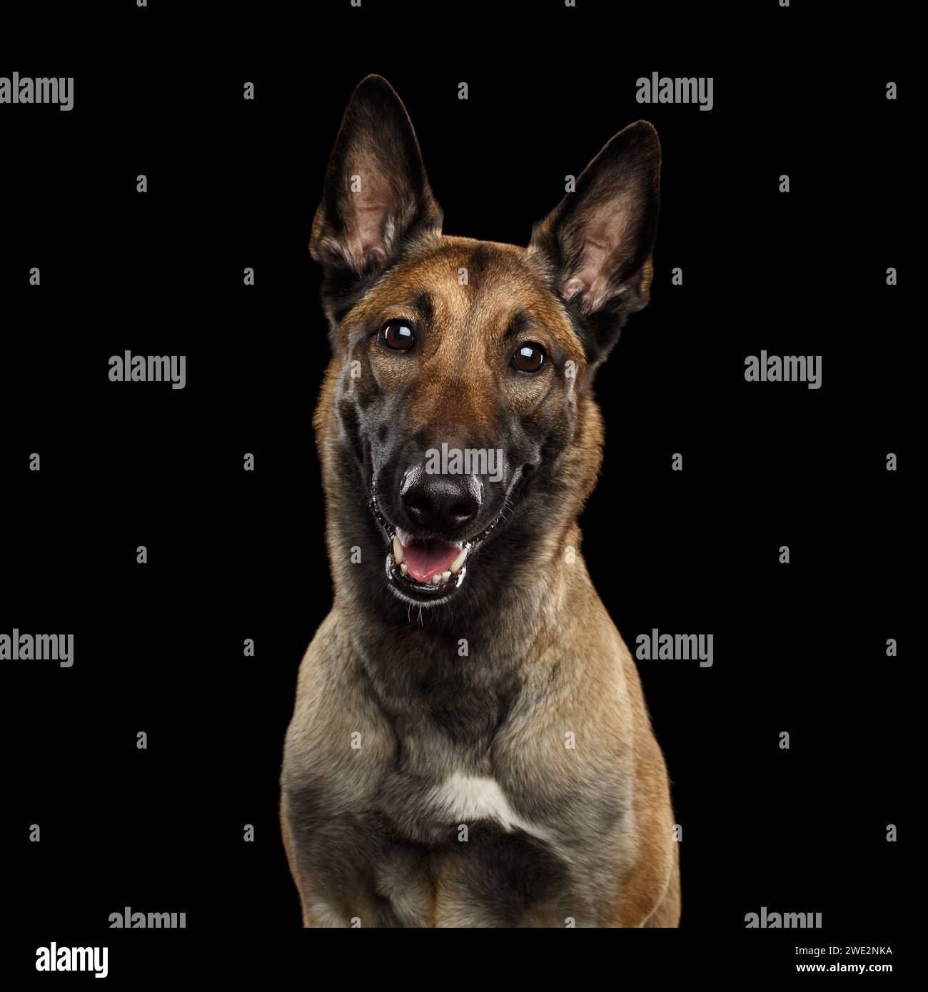Belgian melania dog 2025