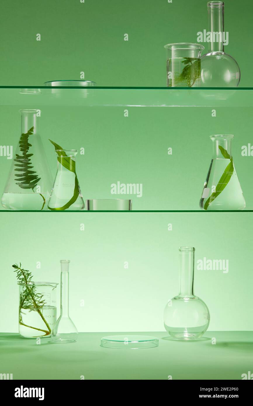 Green leaves found in nature such as ferns, algae and spirulina were placed in experimental flasks for research. Concept for advertising and branding Stock Photo