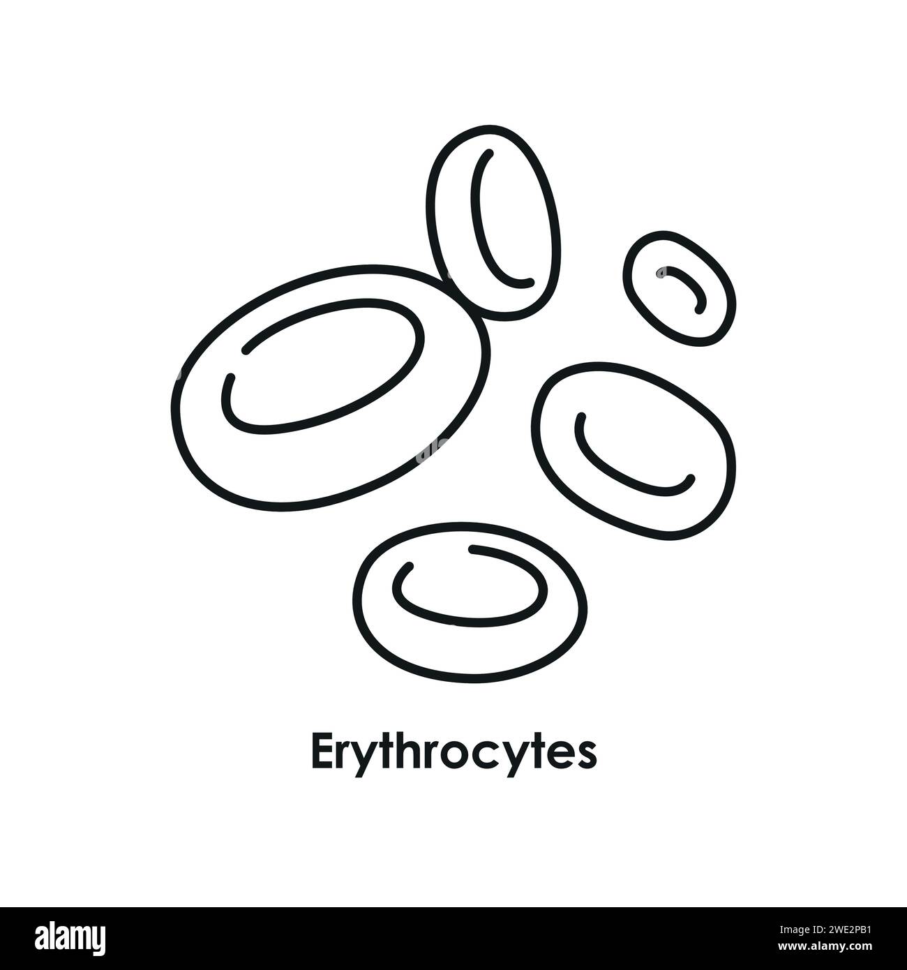 Erythrocytes color icon. Red cells in the blood vessels. Vector