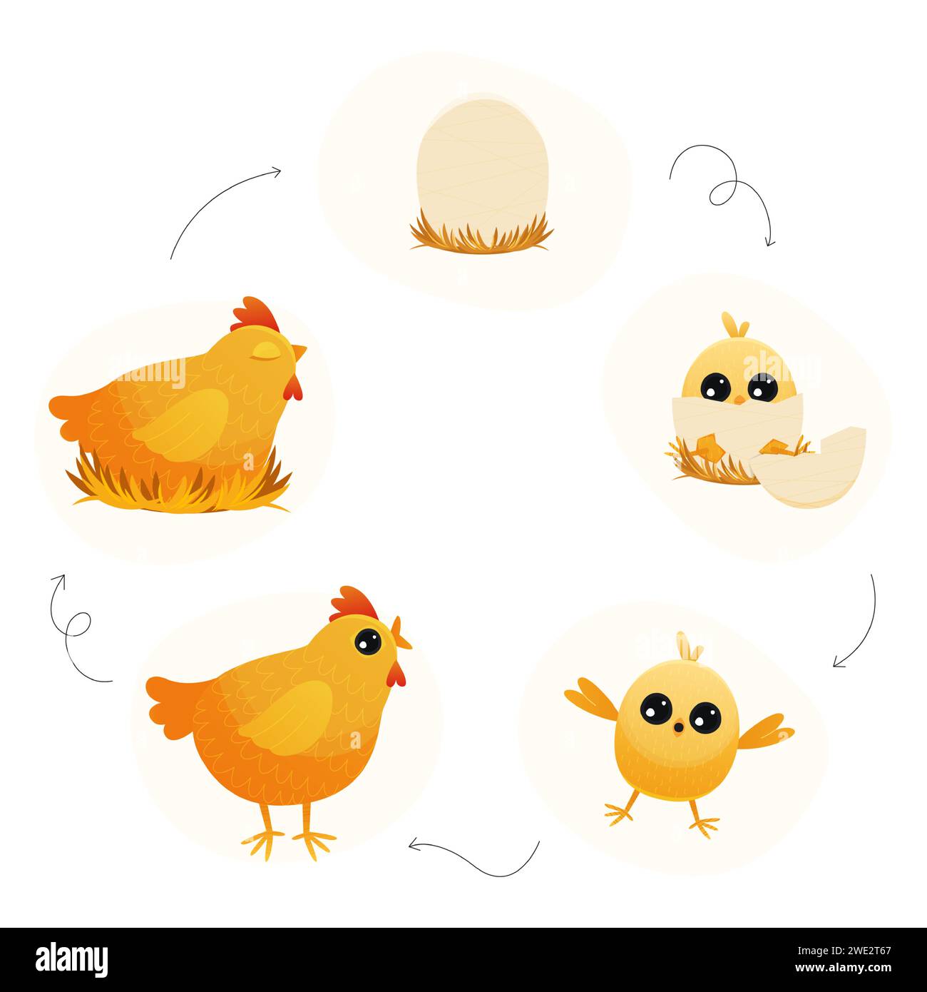 Chicken life cycle. Cartoon broody hen with chicks and eggs, step by step from egg to adult and back, chicken embryo to adult and chicks. Vector Stock Vector