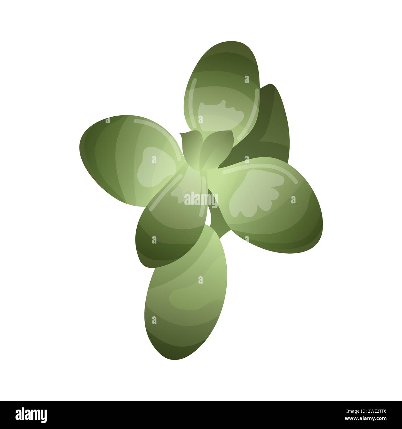 Succulent thick ovate, exotic tropical plant. A desert flower that can be grown at home to decorate the interior. Vector Stock Vector