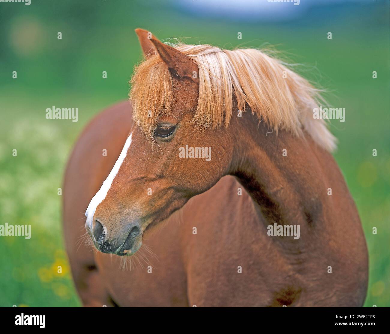 Head of a German pony ("Deutsches Reitpony"). South Germany Stock Photo