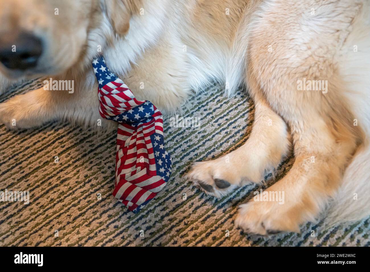 Voting 2024 usa primary new hampshire hires stock photography and