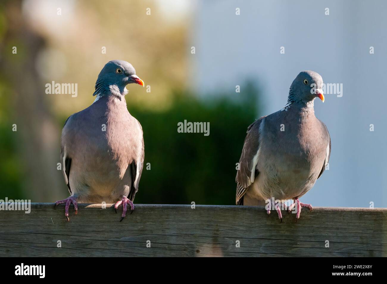 common wood pigeon, Columba palumbus, perched on a wooden fence, Catalonia, Spain Stock Photo