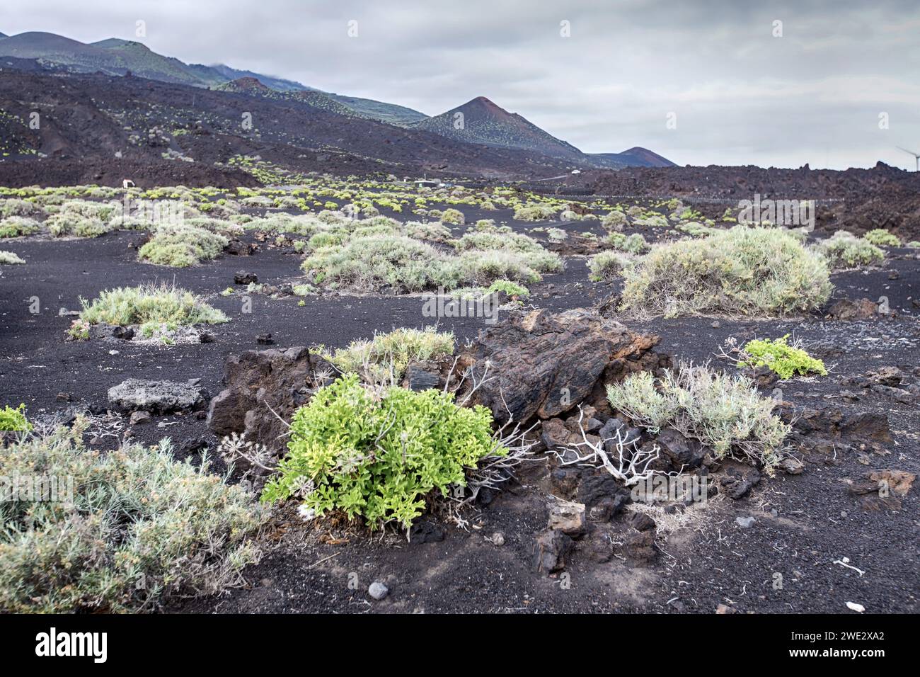 New life on volcanic soil on the island of La Palma (Canary Islands, Spain) Stock Photo