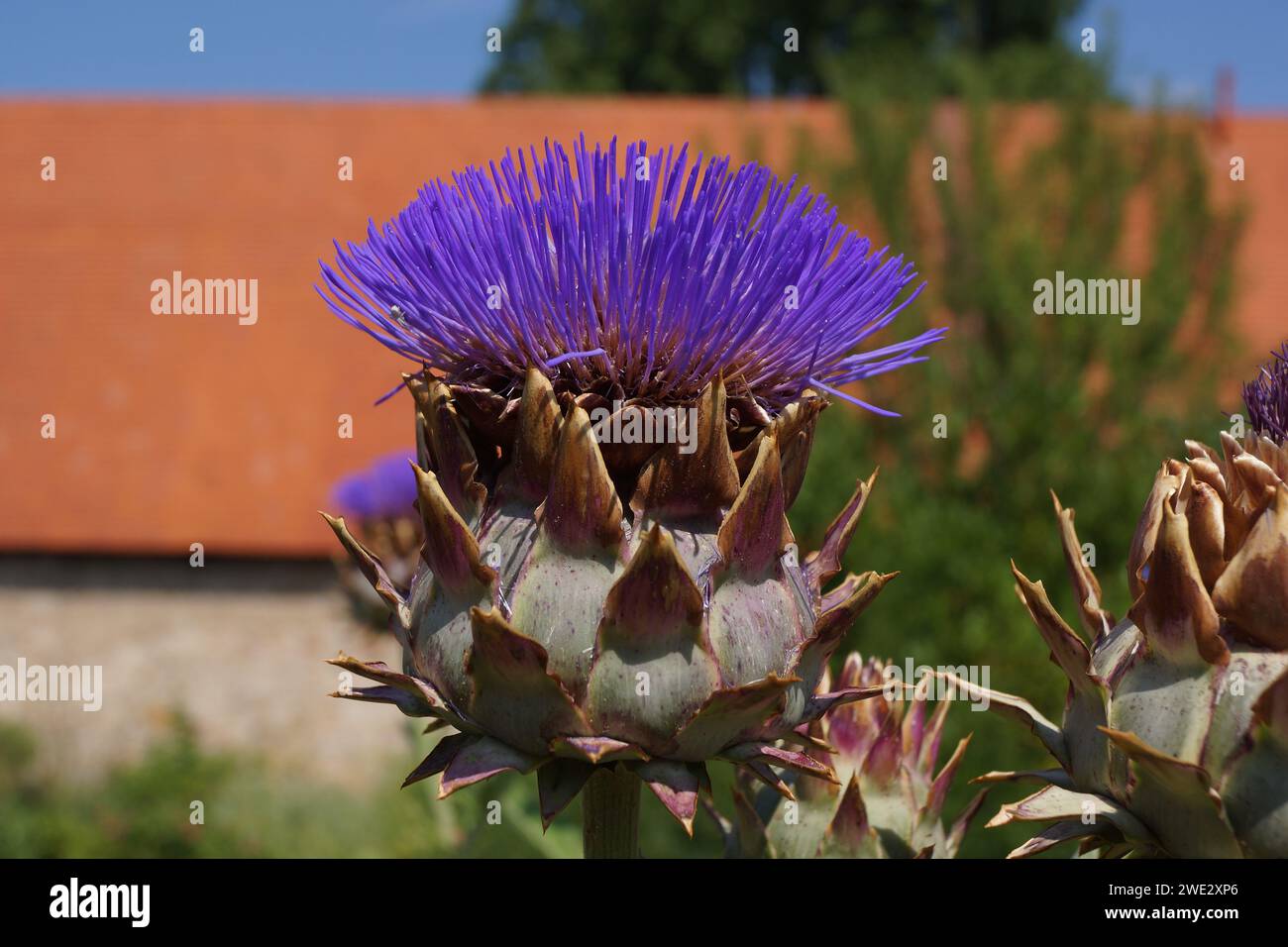 The large thistle-like blossom of the artichoke is not only edible but also an eye-catching and bee-friendly addition to a cottage garden. Stock Photo