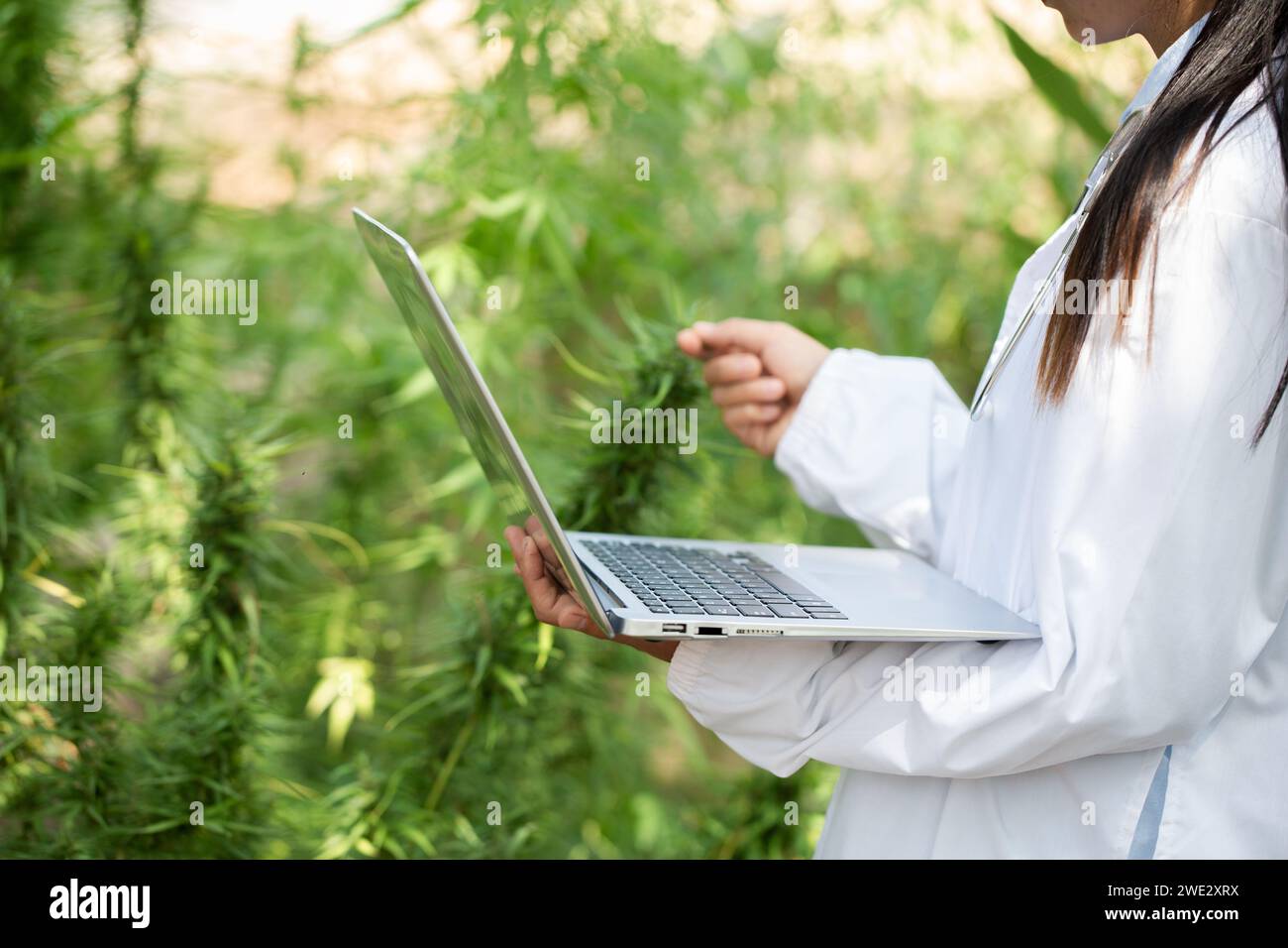 A female scientist researches cannabis with a laptop in a hemp field.  cannabinoids in marijuana CBD elements. Stock Photo