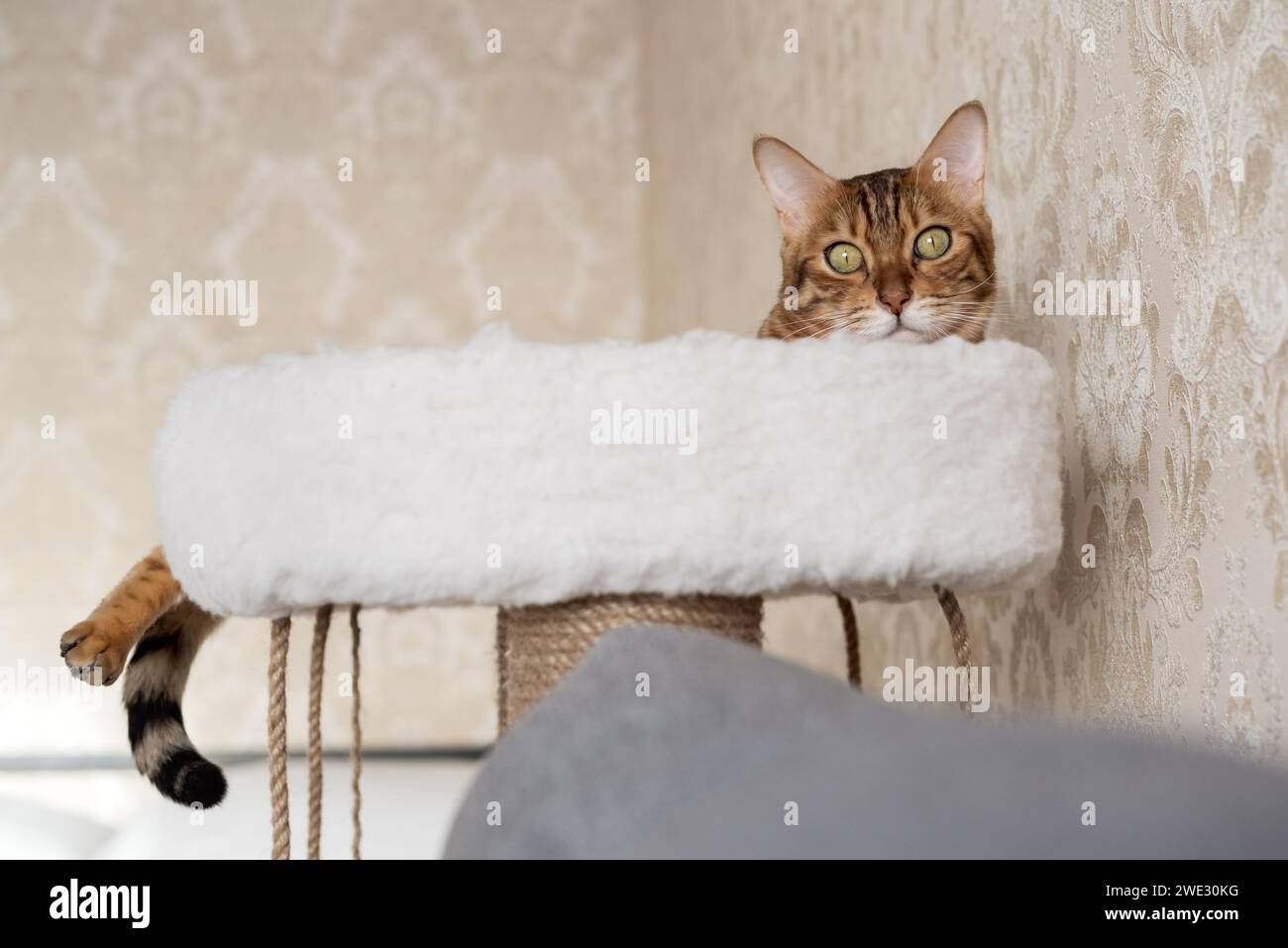 Bengal cat laying on the top of the scratcher in the living room. Stock Photo