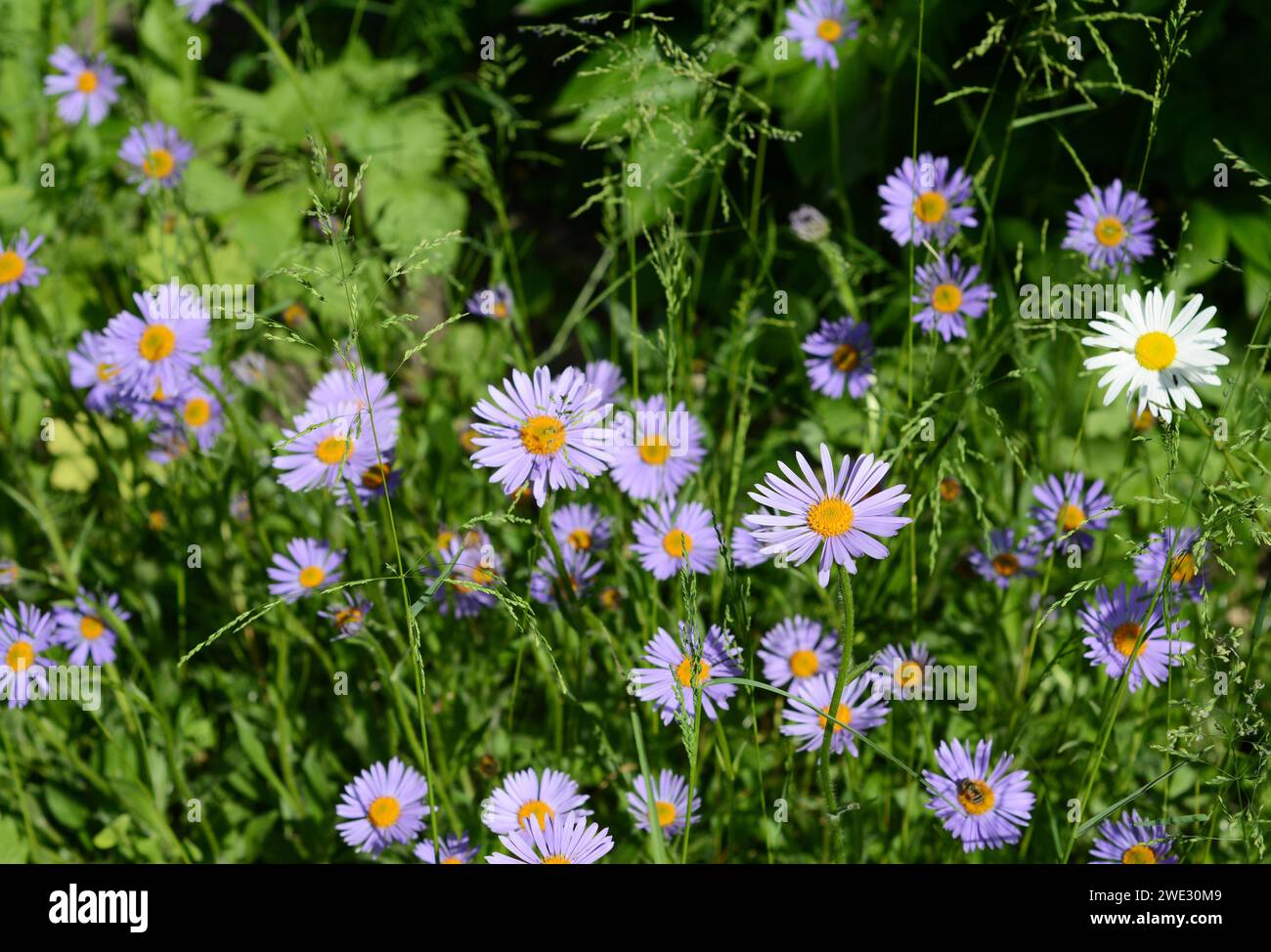 A close-up on bushy aster dumosus woods purple starting blooming on a flowerbed in autumn. Stock Photo