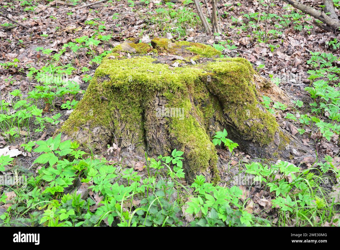 Old tree stump, tree stub covered with moss in the forest. Stock Photo