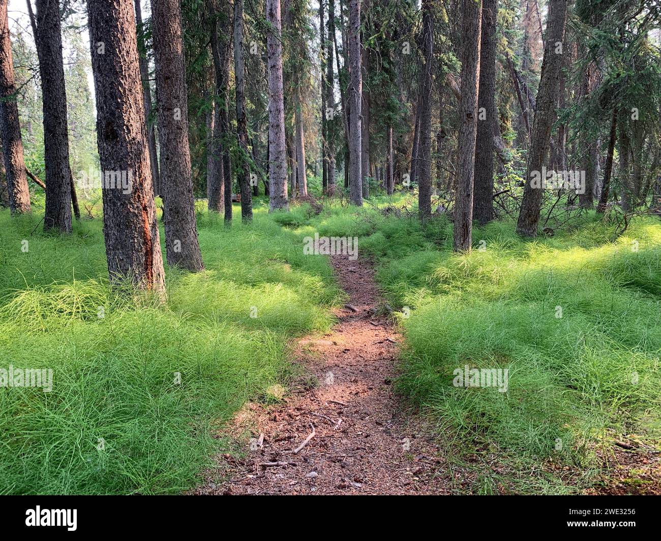 A footpath through the green forest floor Stock Photo - Alamy