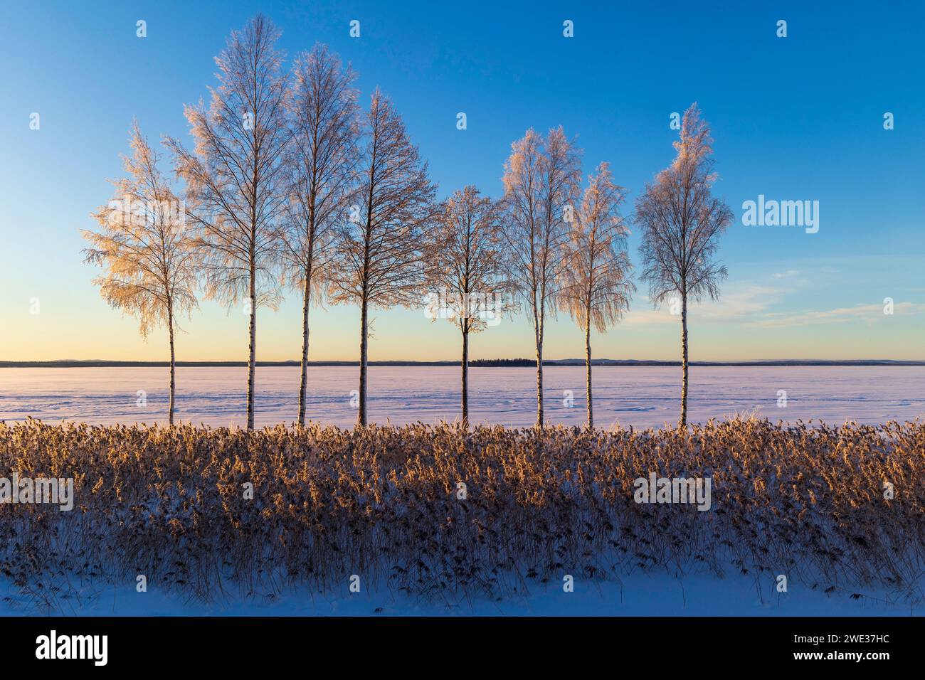 A row of trees against a snowy backdrop under a blue sky. Sandviken, Sweden Stock Photo