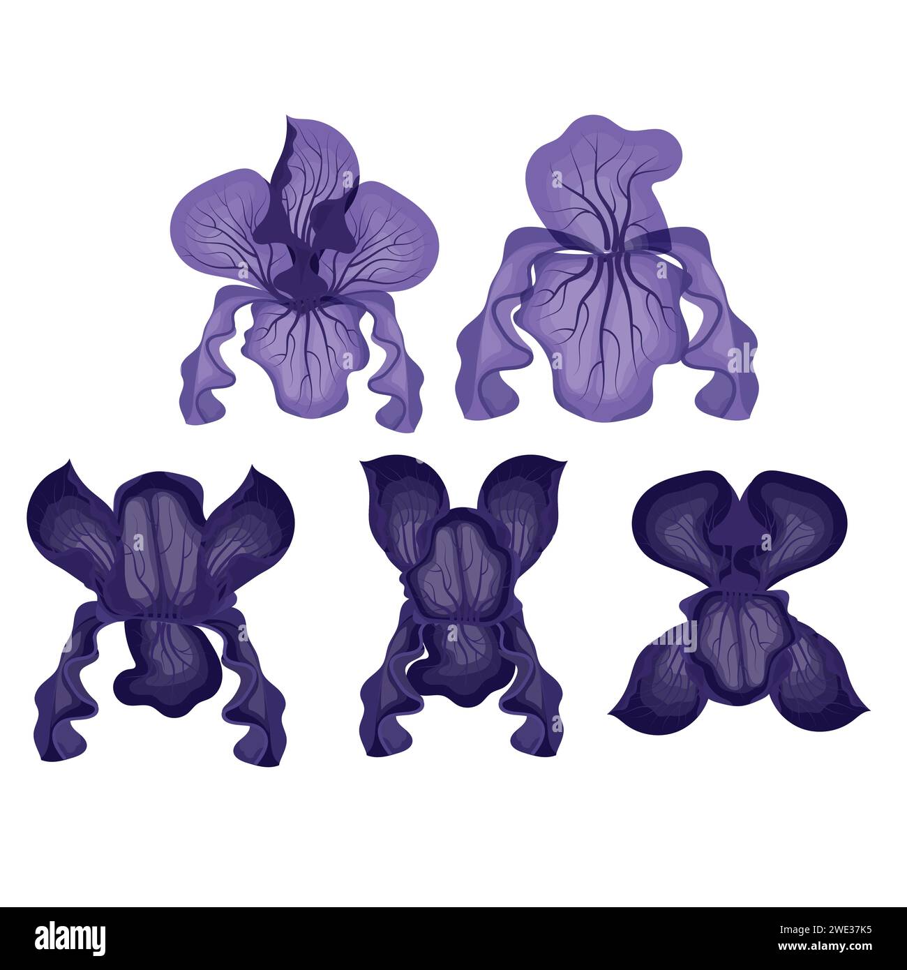 Set of purple iris flowers. Vector illustration isolated on white ...
