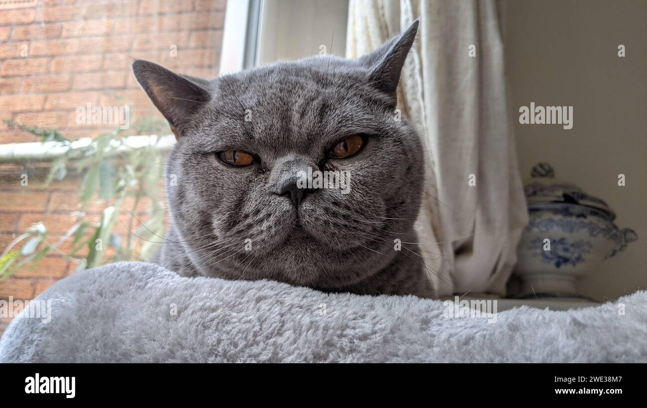 British Blue Cat face Stock Photo