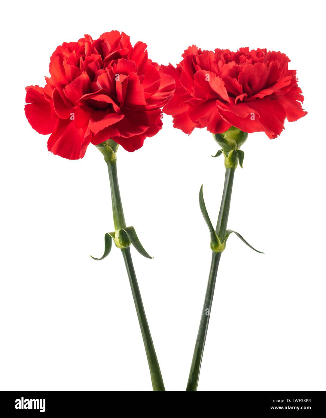 Red carnations flowers isolated on white background Stock Photo - Alamy