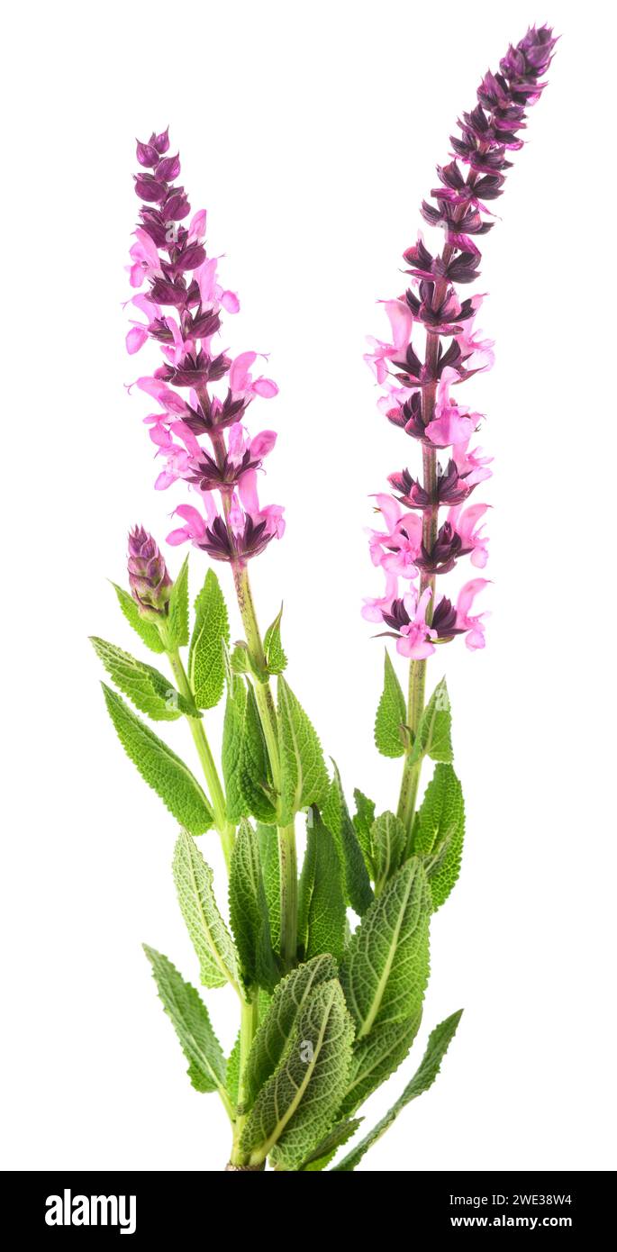 Salvia nemorosa flowers isolated on white background Stock Photo