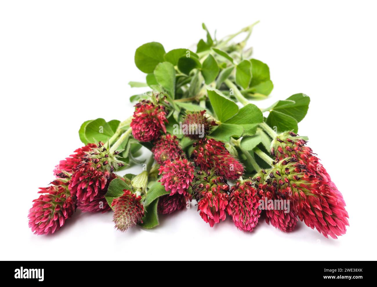 Emma Crimson & Clover 108