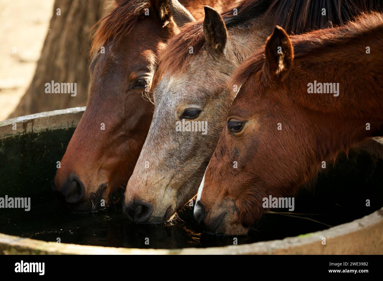 three horses drinkig water in farm water pool Stock Photo - Alamy