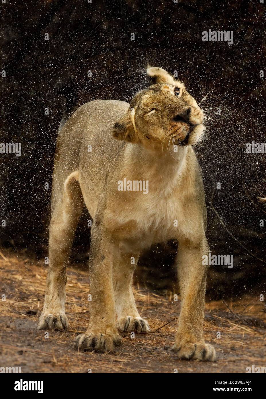 Lioness in the rain INDIA EXCITING images of an Asiatic Lioness shaking