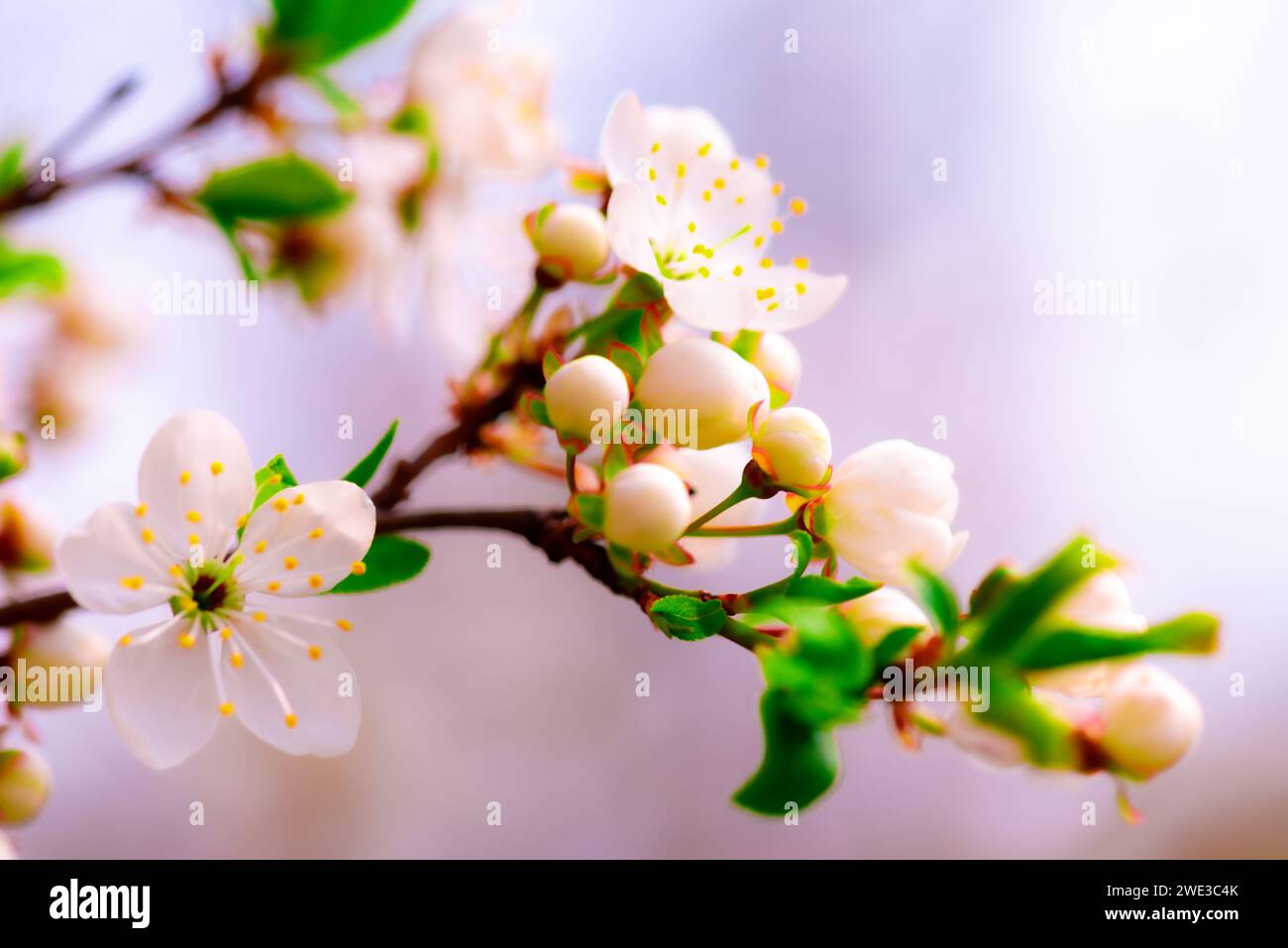 spring time with white cherry blossoms for a background Stock Photo - Alamy