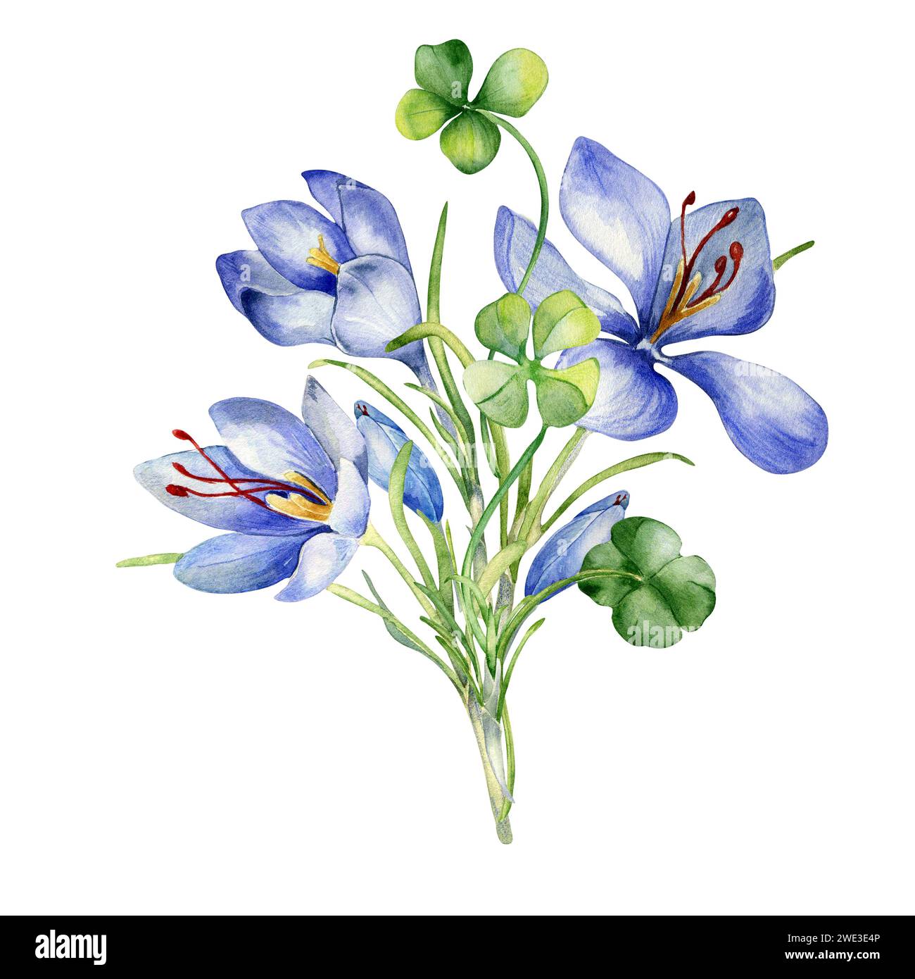 Bunch of shamrock and crocus watercolor illustration isolated on white ...