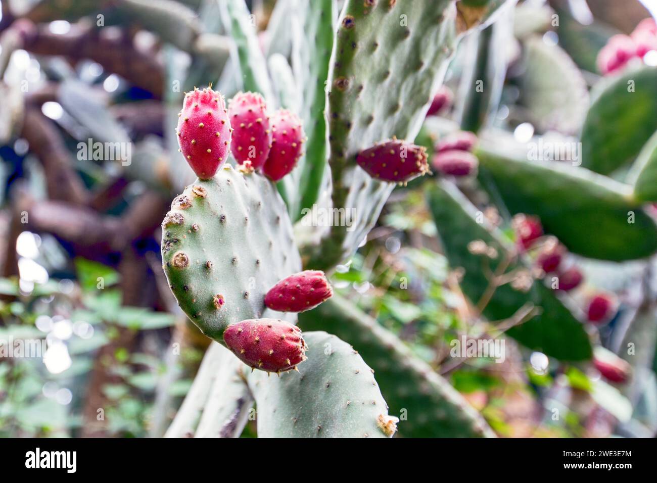 Close-up of cactus growing on plant (La Palma, Canaries, Spain) Stock Photo