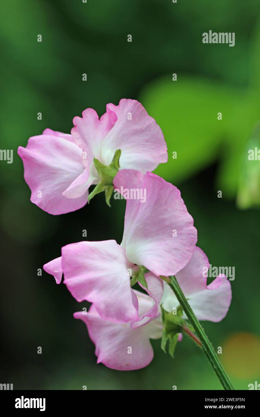 Pink Sweet Pea