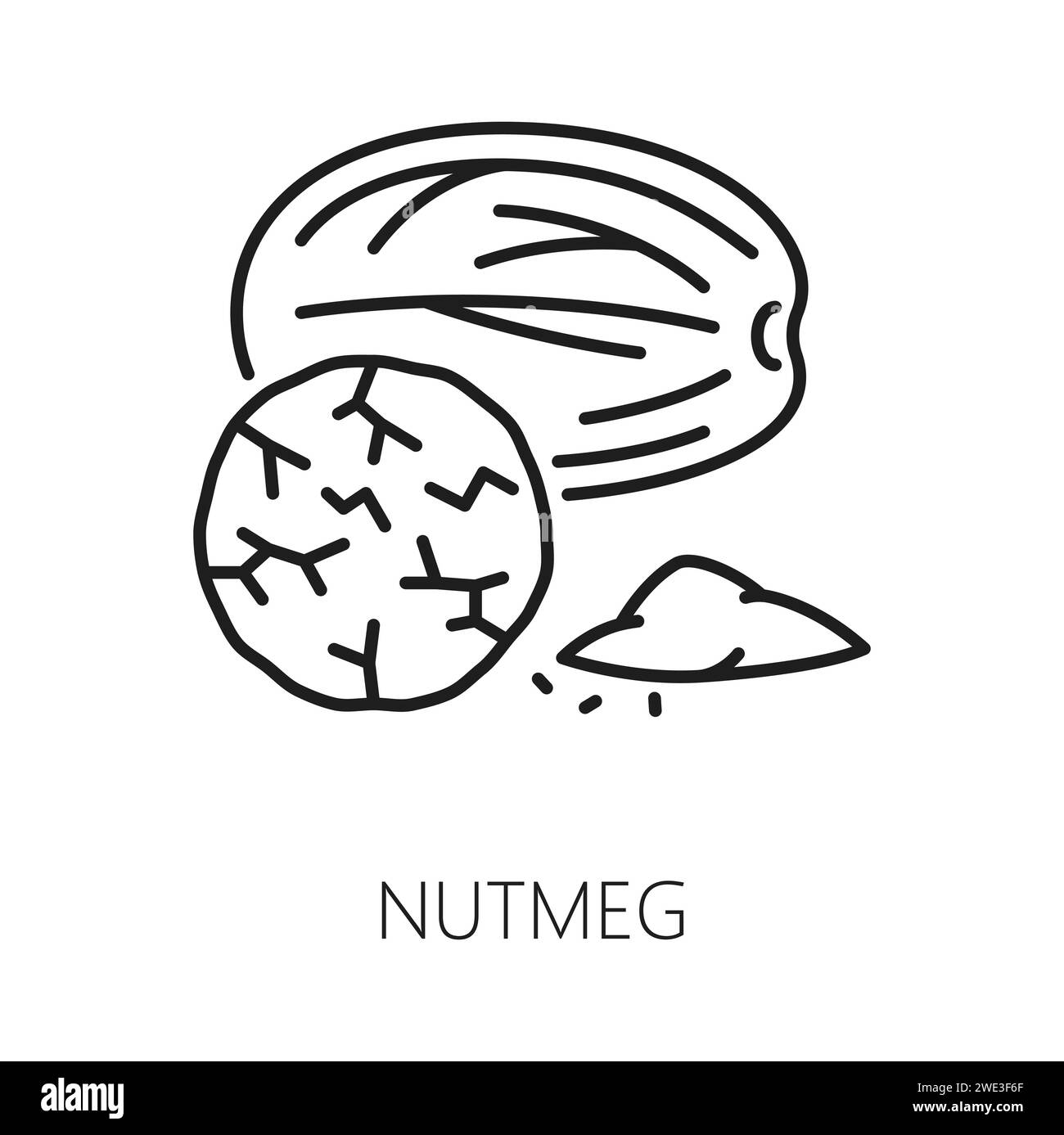 Fragrant or true nutmeg isolated outline icon. Vector culinary spice