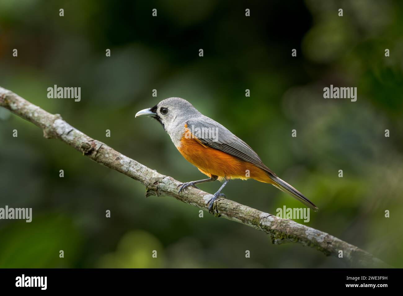 A side view of a Black-faced Monarch perched on a single branch in the rainforest habitat of the Atherton Tablelands with beautiful subject separation. Stock Photo