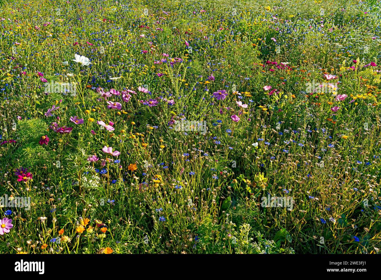 Blumen, Blüten, Detail, Deutschland, Europa, Gärten, Niedersachsen