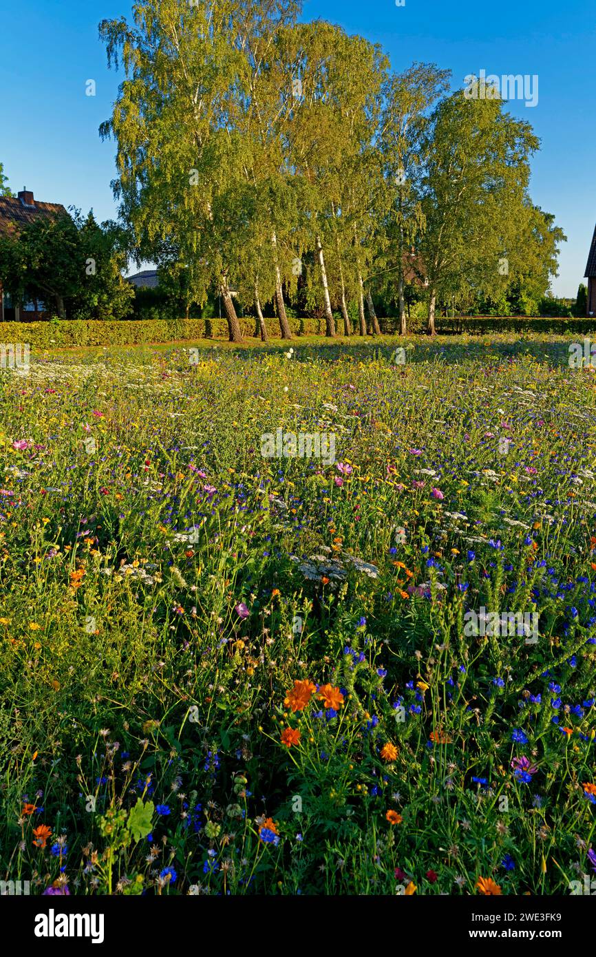 Blumen, Blüten, Bäume, Detail, Deutschland, Europa, Gebäu Gärten