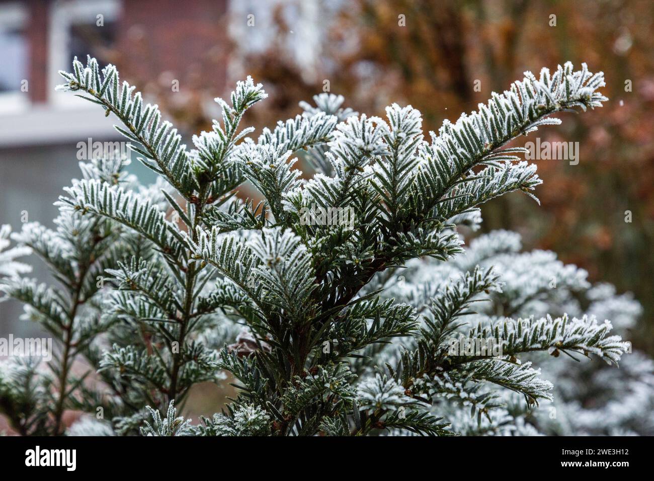 Natur, Jahreszeiten, Herbst, Herbstfaerbung, Winter, Kaelte