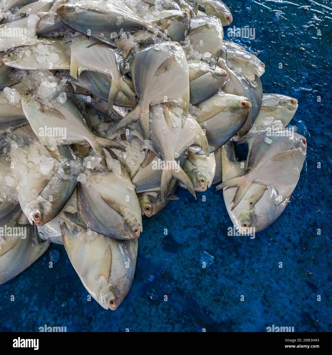 Closeup view of fresh silver pomfret fish aka pampus argenteus on outdoor market stall, Cox's Bazar, Bangladesh Stock Photo