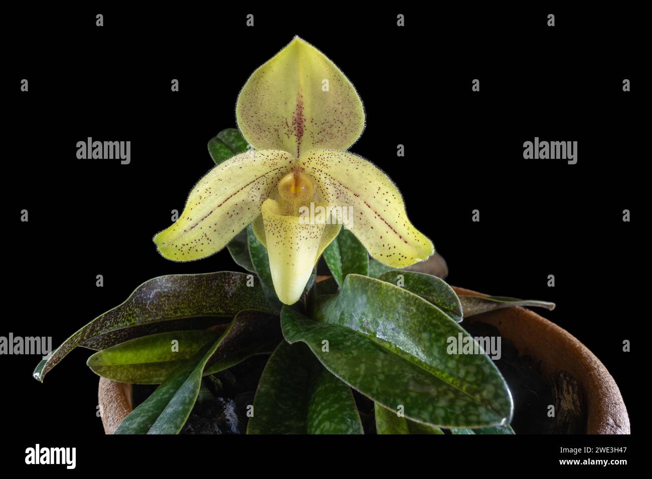 Closeup view of lady slipper orchid species paphiopedilum concolor striatum with beautiful yellow and red flower isolated on black background Stock Photo