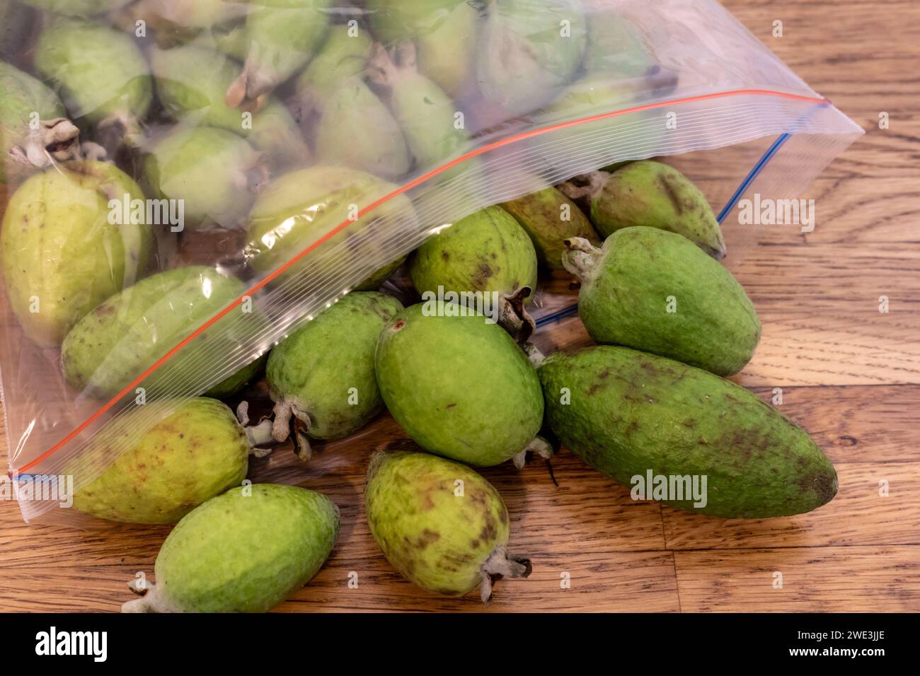 Fruit of the Pineapple Guava tree, Feijoa Sellowiana, an evergreen bush
