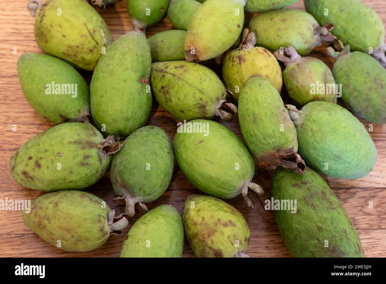 Fruit of the Pineapple Guava tree, Feijoa Sellowiana, an evergreen bush