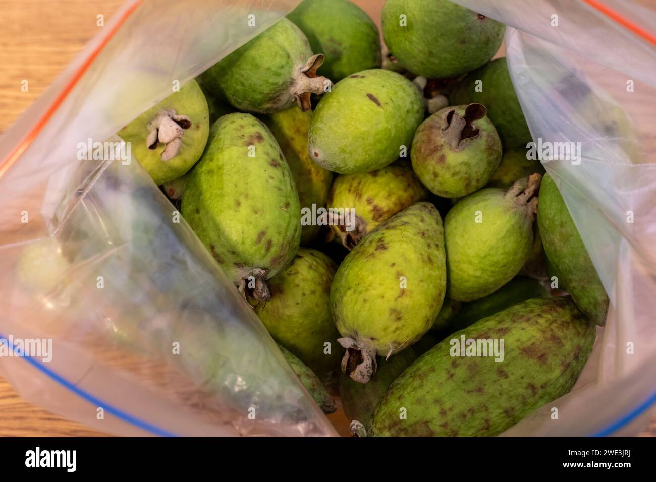 Fruit of the Pineapple Guava tree, Feijoa Sellowiana, an evergreen bush