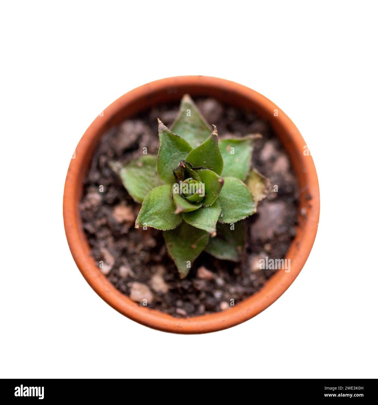 Close up of a mini Cactus plant. Shaun Fellows / Alamy Stock Photo