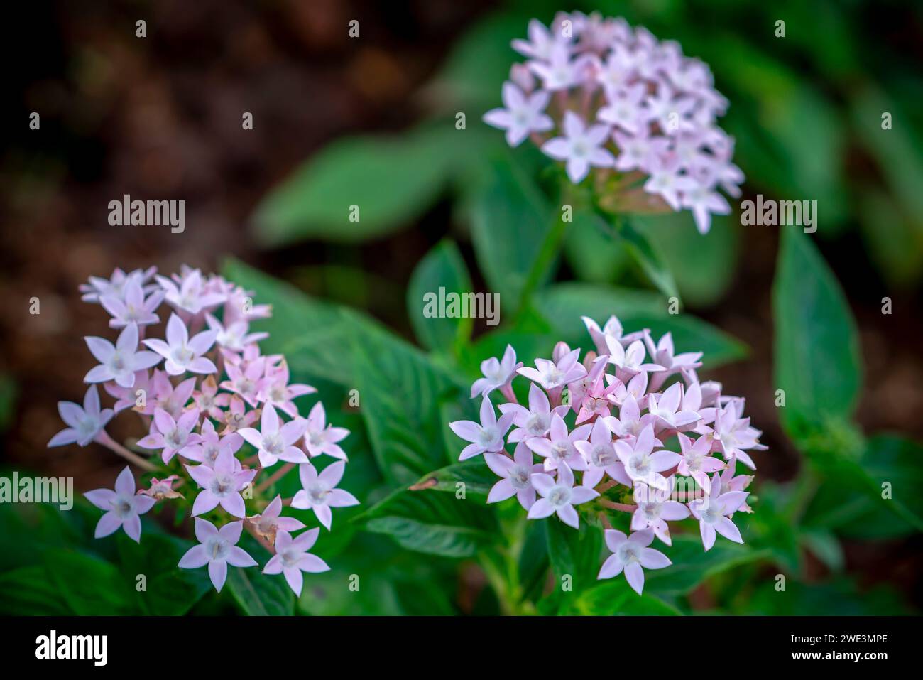 Bunches of Vibrant Pink Egyptian Starcluster or Pentas Flowers Blooming among Green Foliage Stock Photo