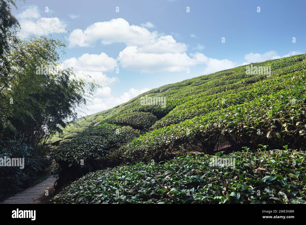 Close up of beautiful green tea crop garden rows scene, design concept for the fresh natural tea product. Stock Photo