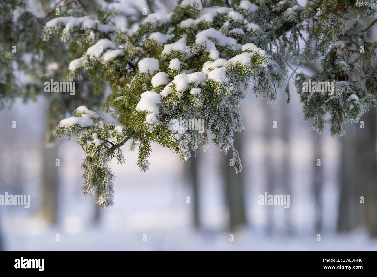 Frost covered juniper (Juniperus communis) branch against defocused background. Winter. Winter weather. Soft focus. Stock Photo