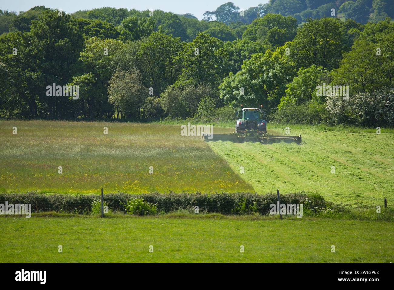 A tractor and mower cutting hay or silage in Devon, UK Stock Photo