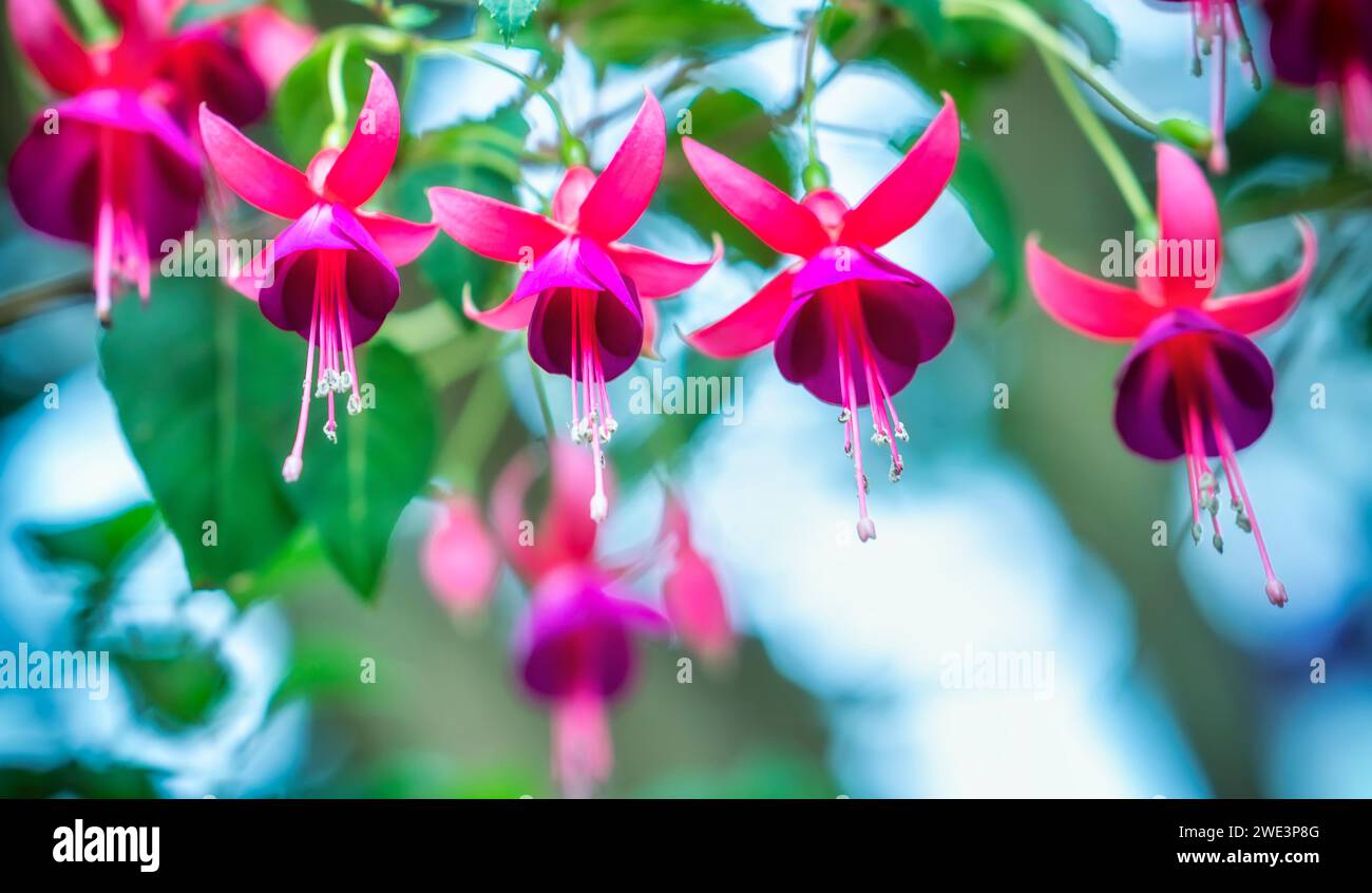 Fuchsia flowers bloom in the sunshine like beautiful little lanterns lighting the garden. Flower originating from South America and New Zealand Stock Photo