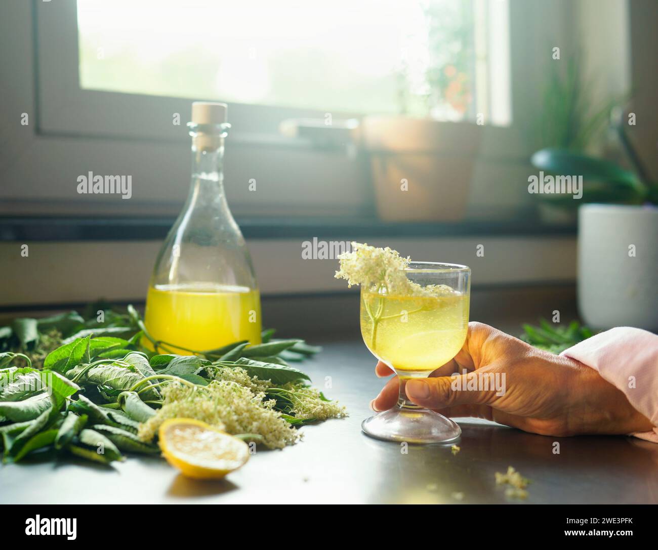 Women hand holding glass of delicious elderflower liqueur on table with elderflowers branches and lemon. Front view Stock Photo