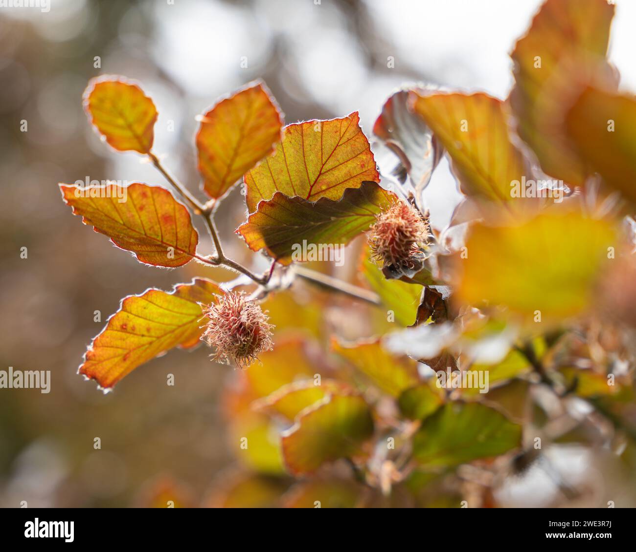 European beech or purple beech. Copper beech (Fagus sylvatica purpurea) branch with nut cupules.  Floral background. Soft focus. Selective focus. Stock Photo