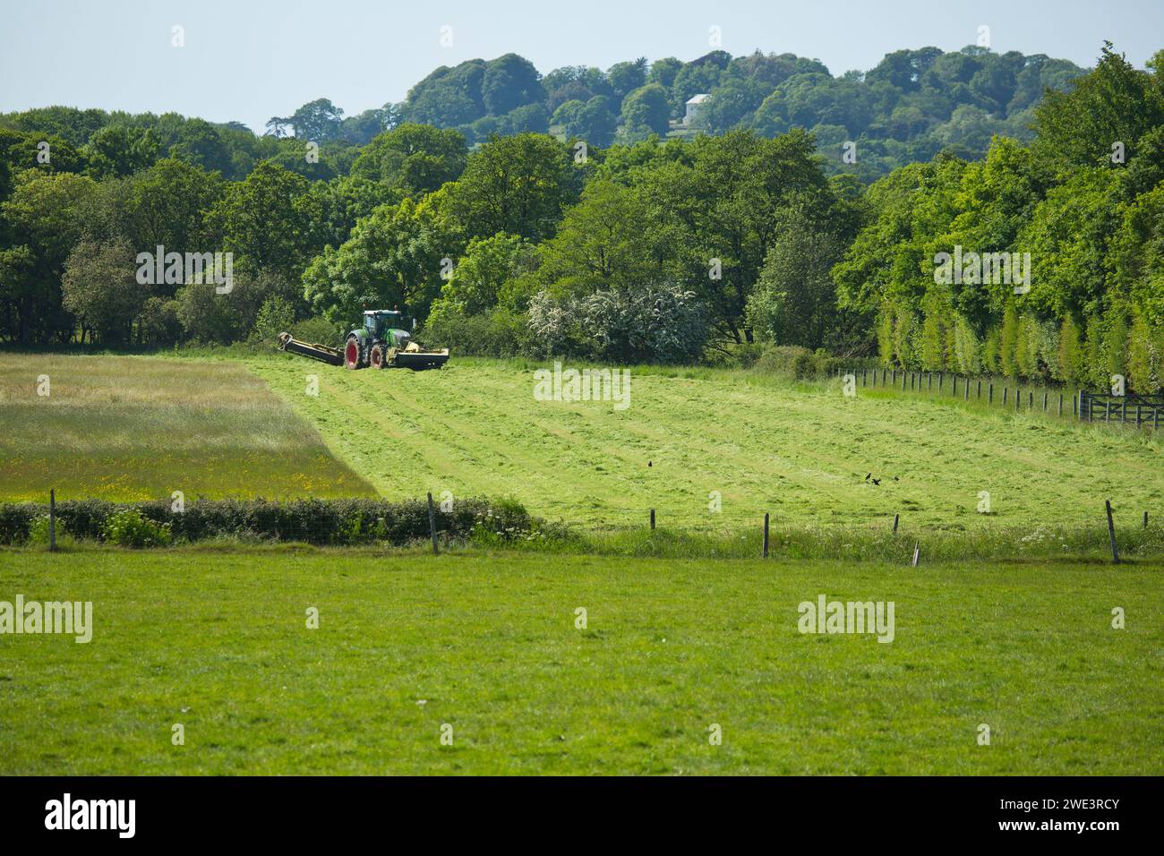 A tractor and mower cutting hay or silage in Devon, UK Stock Photo
