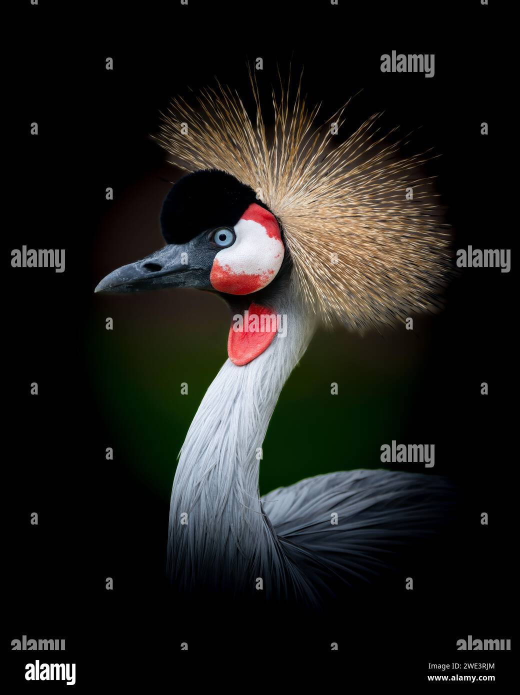 An eastern crowned crane with vibrant red eyes and exquisite plumage Stock Photo