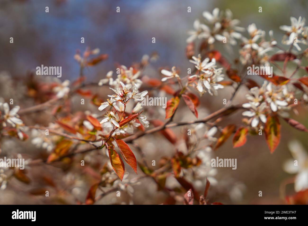 Cherry blossom background. Blooming cherry tree branch. Spring backgrouind. Soft focus. Stock Photo